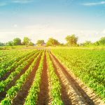 1000_F_264573622_SE1i7z2qOeQ4ywwUALWHtDzFZ5Wjfc8x